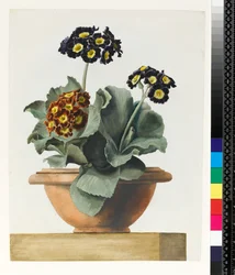 Potted Auricula, 1817